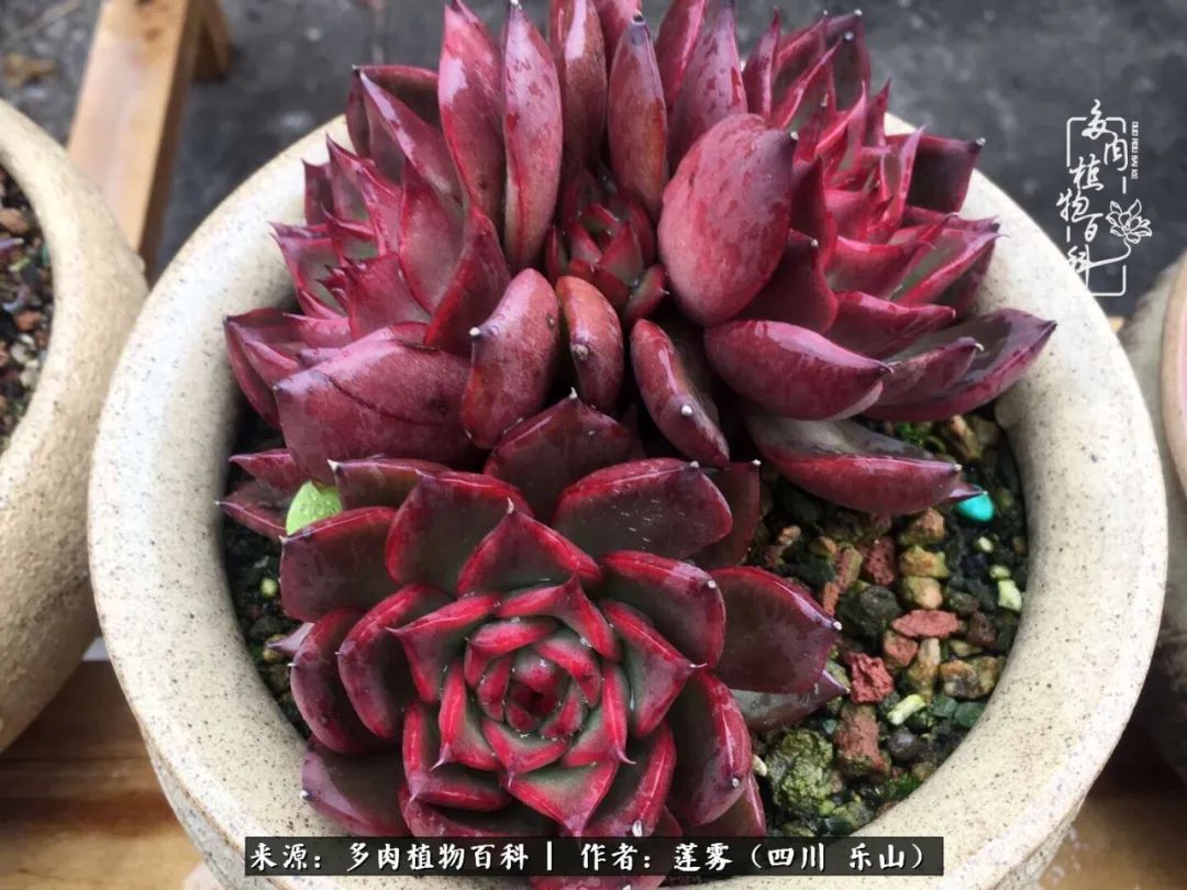 治愈系多肉精灵,初冬携一抹暖阳与多肉相伴