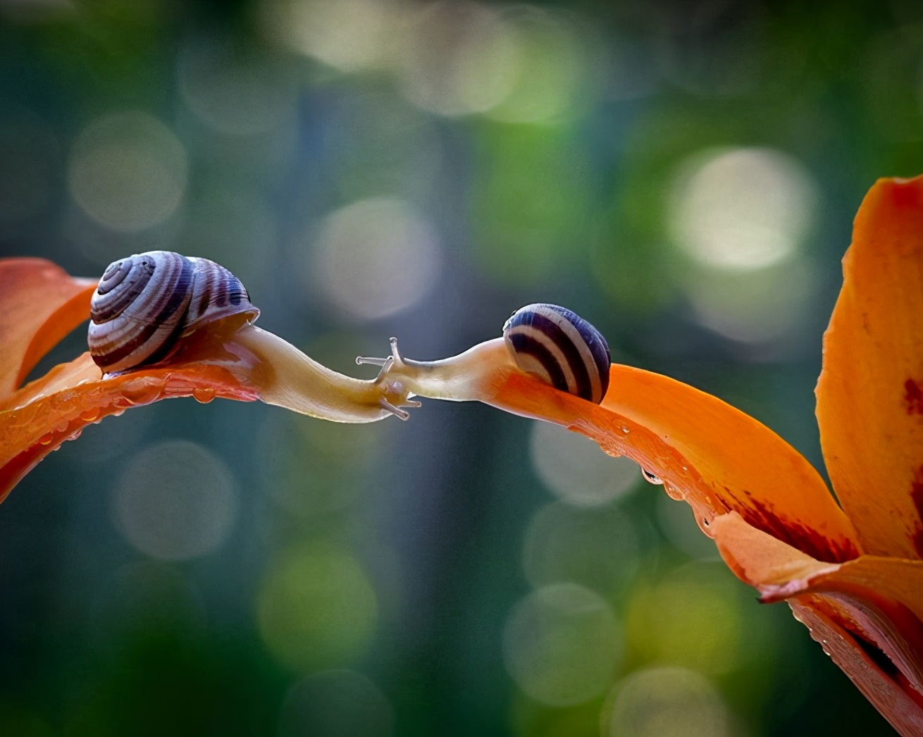 各种各样的真的小蜗牛,美丽的蜗牛图片
