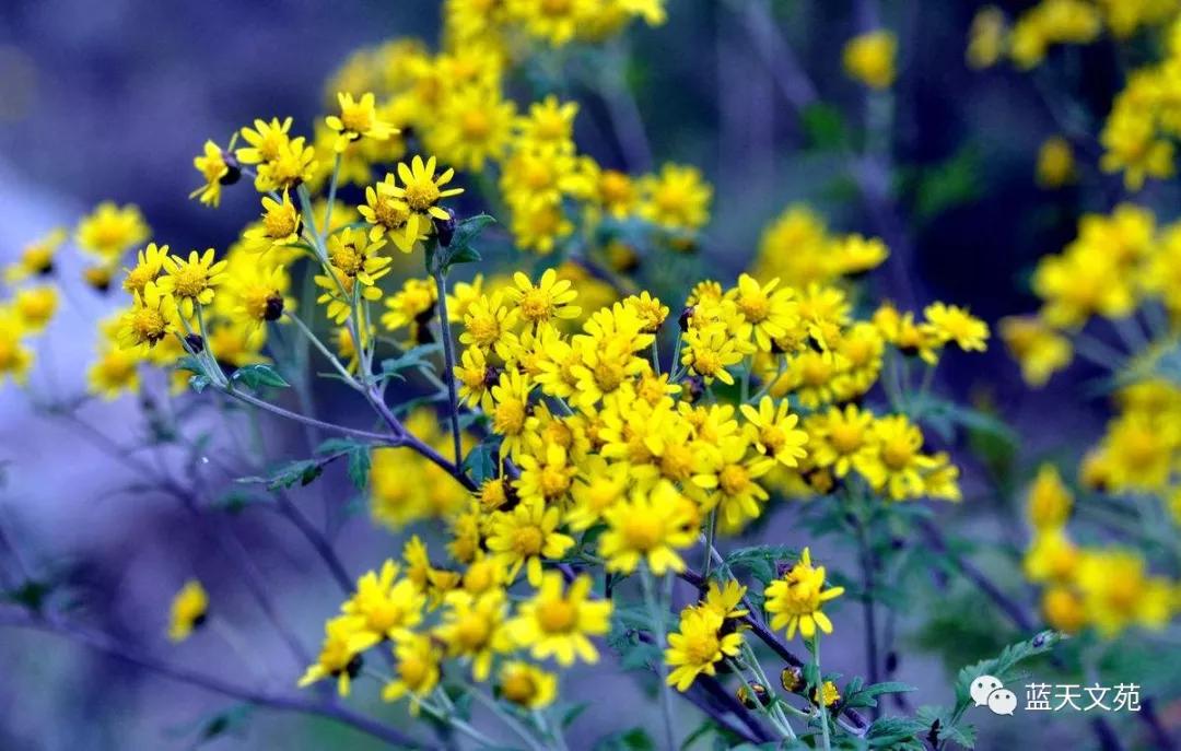野菊花爱活吗,野菊花之恋文章