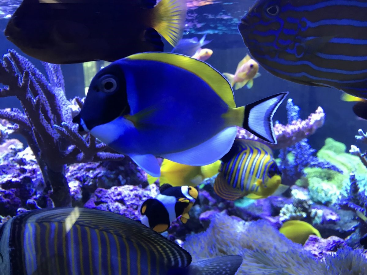 经典海水礁岩生态缸分享，180×120×60厘米三面观赏海缸