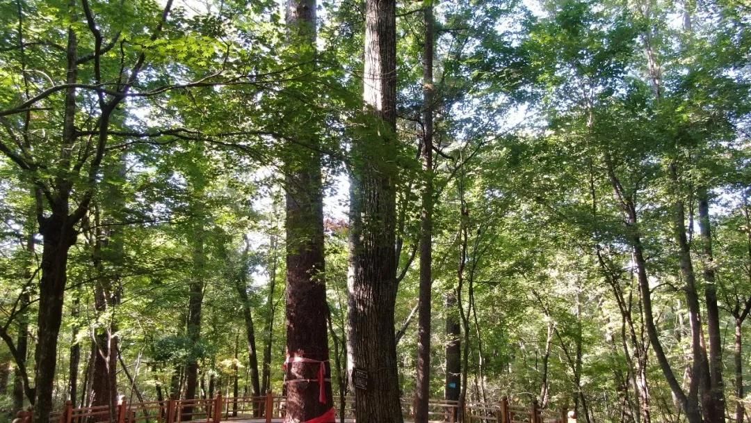 林业生态旅游科普,林草科普