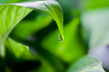 绿萝叶子发黄怎么办用阿司匹林,绿萝叶子发黄的原因以及解决方法