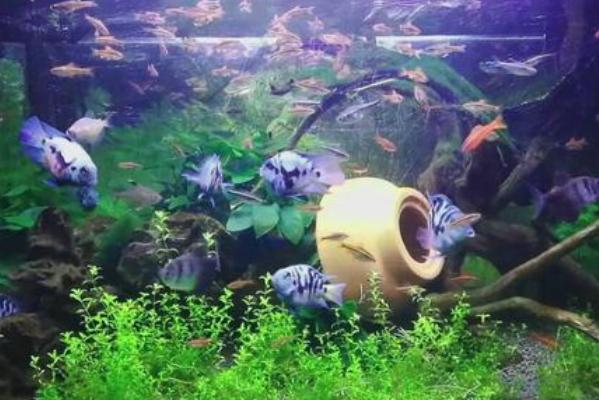 迷你鹦鹉鱼怎么养才能不死,鹦鹉鱼知识与技巧