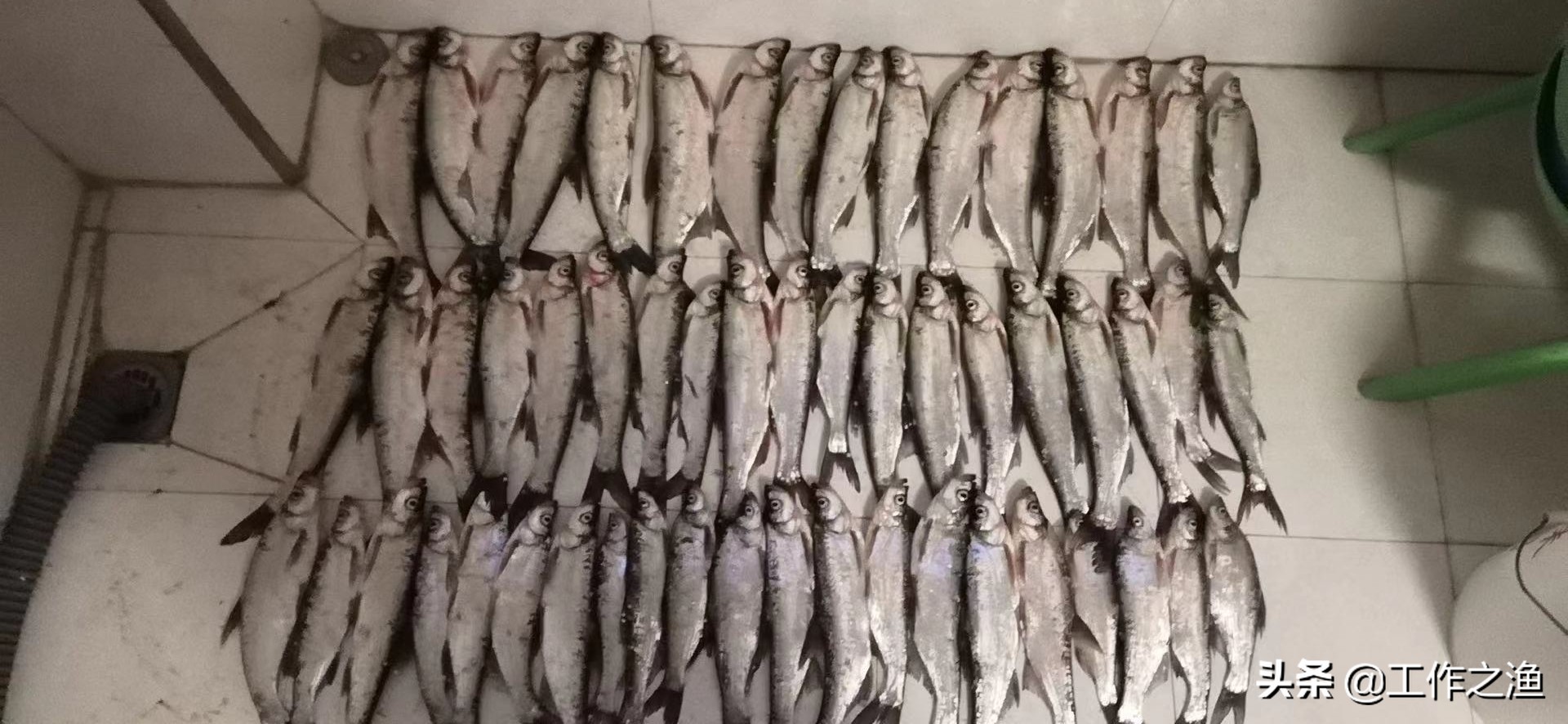 4月野河路亚翘嘴手法和技巧,野钓3.6翘嘴的方法