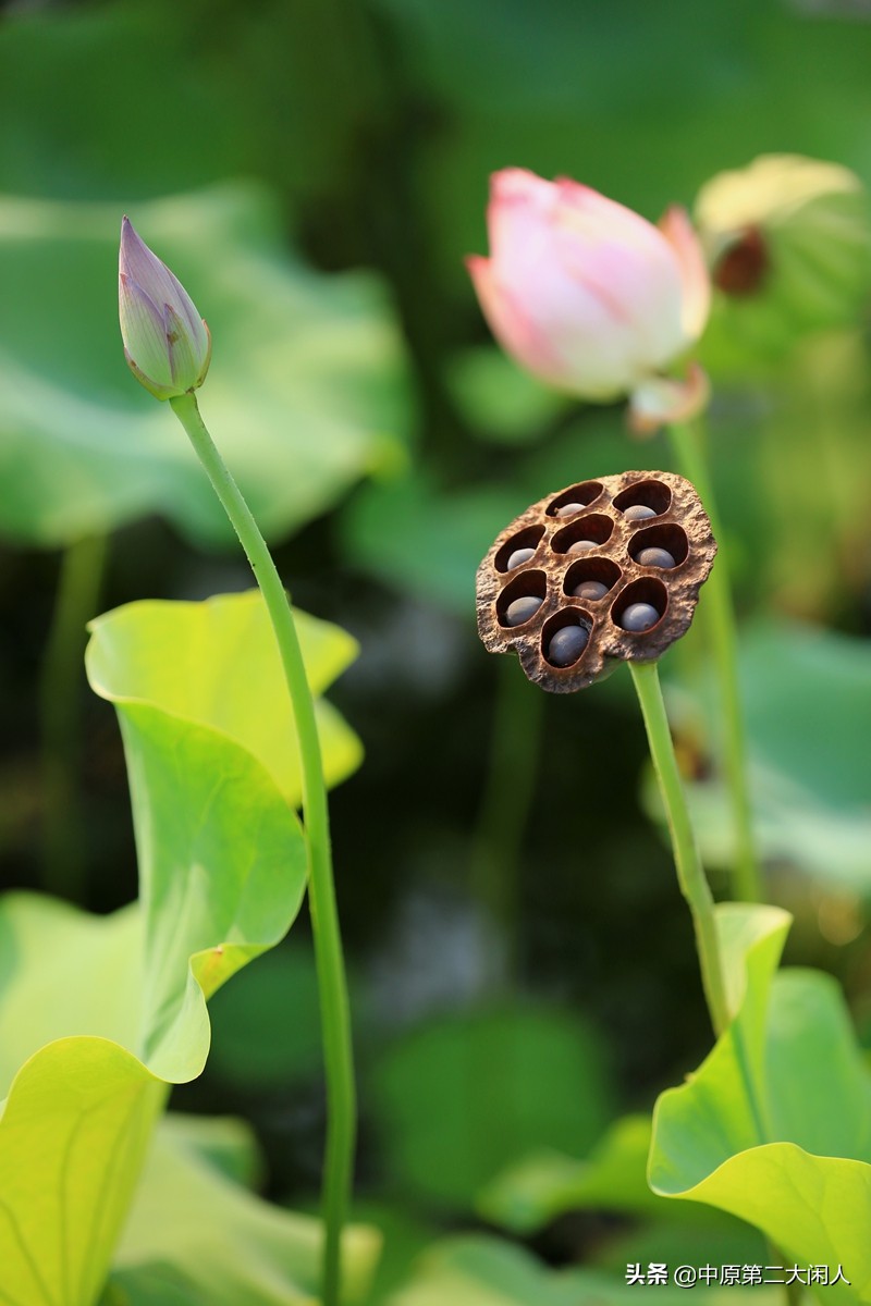 郑州中牟县雁鸣蟹岛,河南郑州市中牟雁鸣蟹岛景区