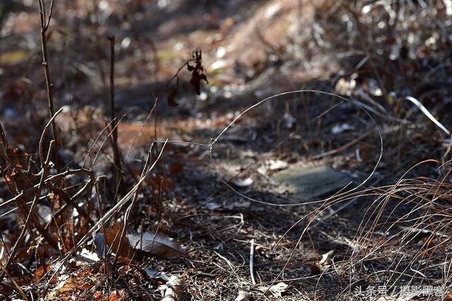 爷爷当年是个猎户，下的一手好套子，有地套有跳套，专套野鸡兔子