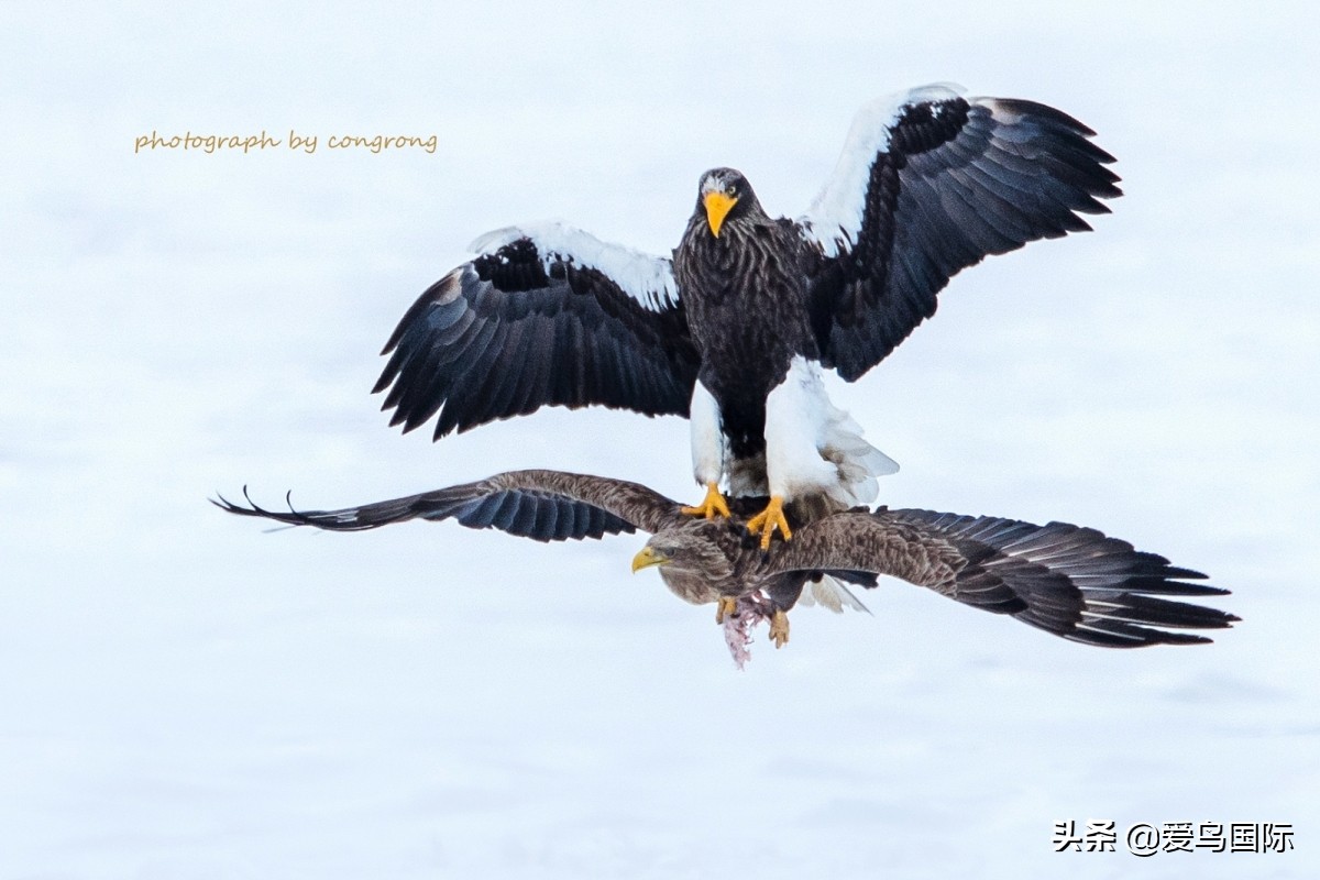 2020观鸟大年,观鸟大年完整版