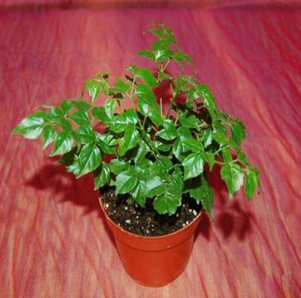 幸福树和发财树卷叶黄叶怎样养,幸福树浇油浇多黄叶掉叶怎么办