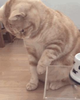 猫咪下巴毛变黄,猫咪眉中间的毛变黄