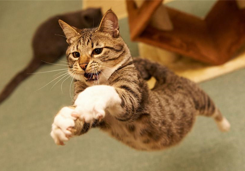 辟谣猫咪并非黑夜都能看得清,猫咪假孕结果真孕