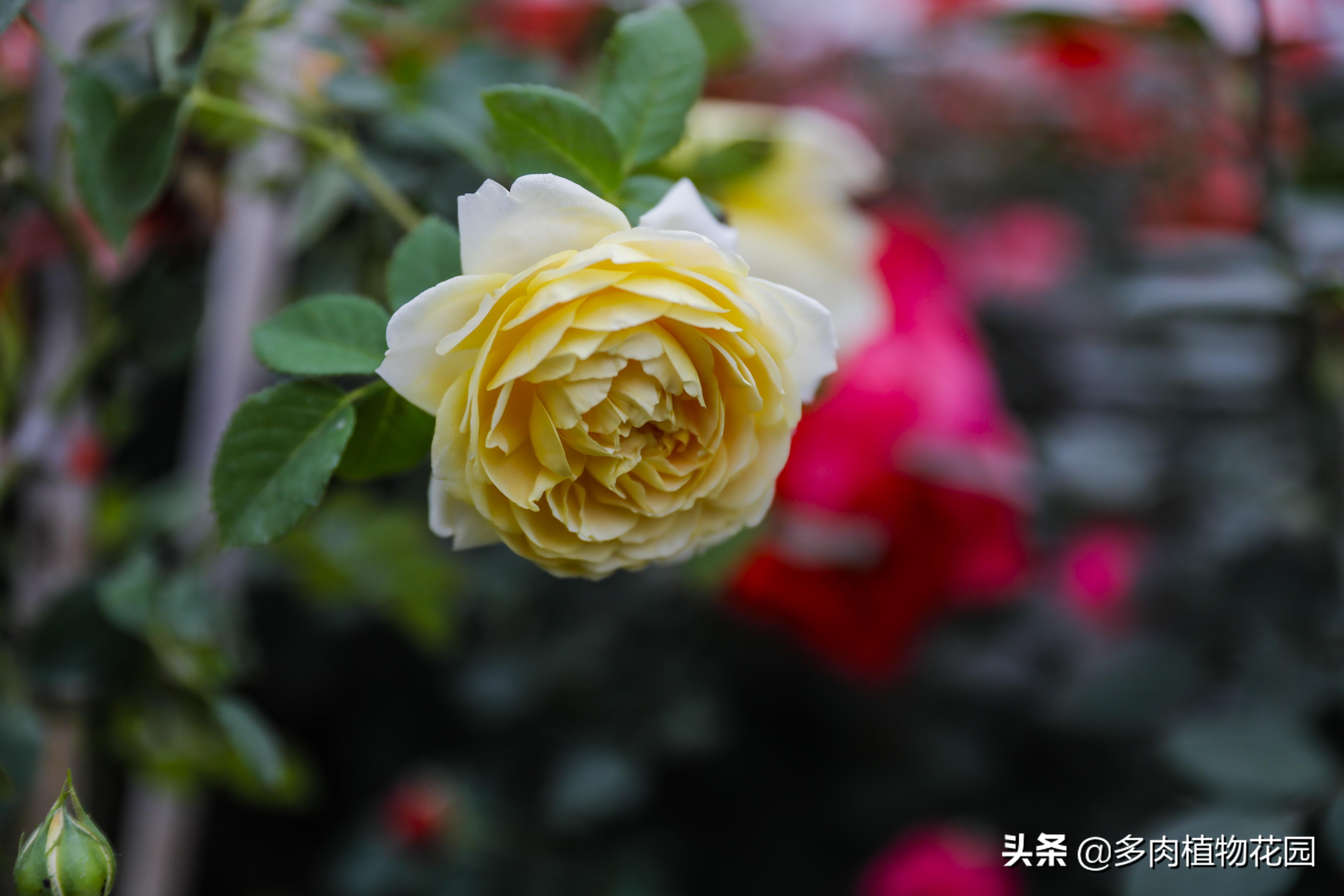 玫瑰花的养护方法,月季花苗怎么养护