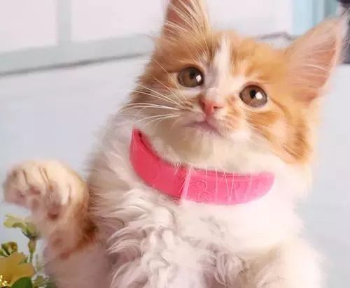 给宠物驱虫,给猫咪体外驱虫怎么驱虫