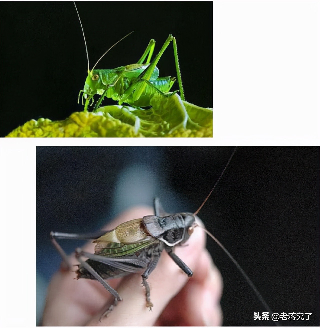 大量新鲜虫草上市,大批冬蝈蝈上市你会挑选吗