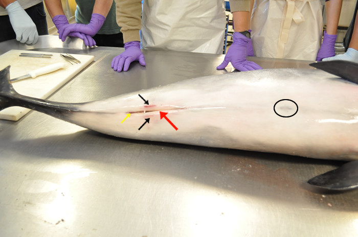 海豚的外形特征及繁衍方式,海豚生殖方式