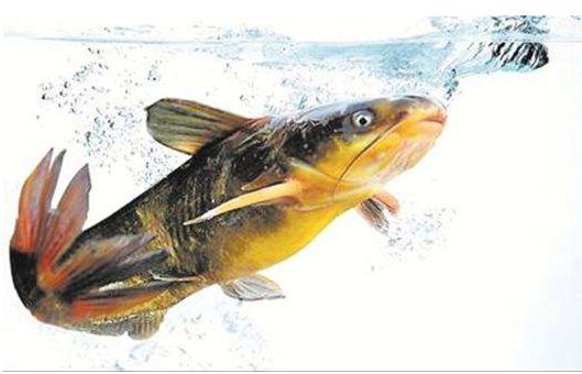 黄颡鱼肝胆病多发、体色异常等代谢疾病怎么办？胆汁酸给你答案！