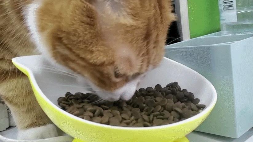 猫咪意外坠楼死了灵魂在家吗,猫死在窗户下好不好