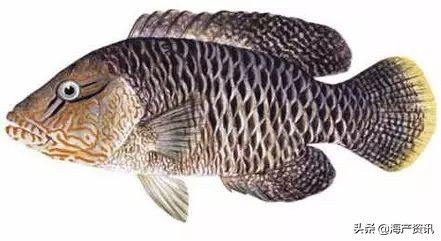 顶级海鲜鱼类大全图解,常见海鲜鱼类哪些便宜
