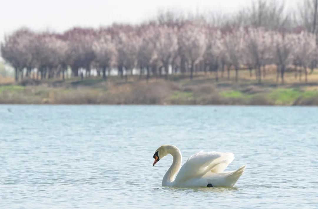 开封文化公园游玩攻略,开封森林公园有几处景点