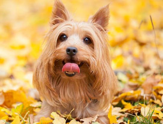 狗狗恨你的7大表现你家狗子有吗,狗狗有这些反应不是把你当主人