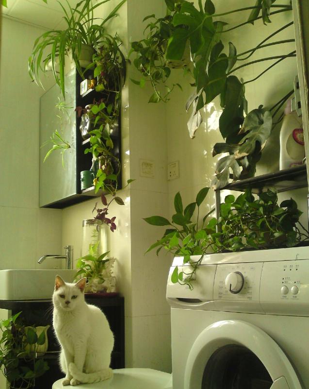 厕所除臭空气清新香氛,厕所吸味盆栽