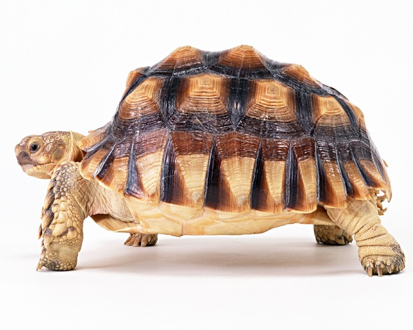 看图识龟,看图识物