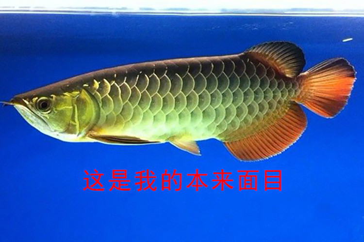 泡药龙鱼,龙鱼药泡鱼和正常鱼的区别