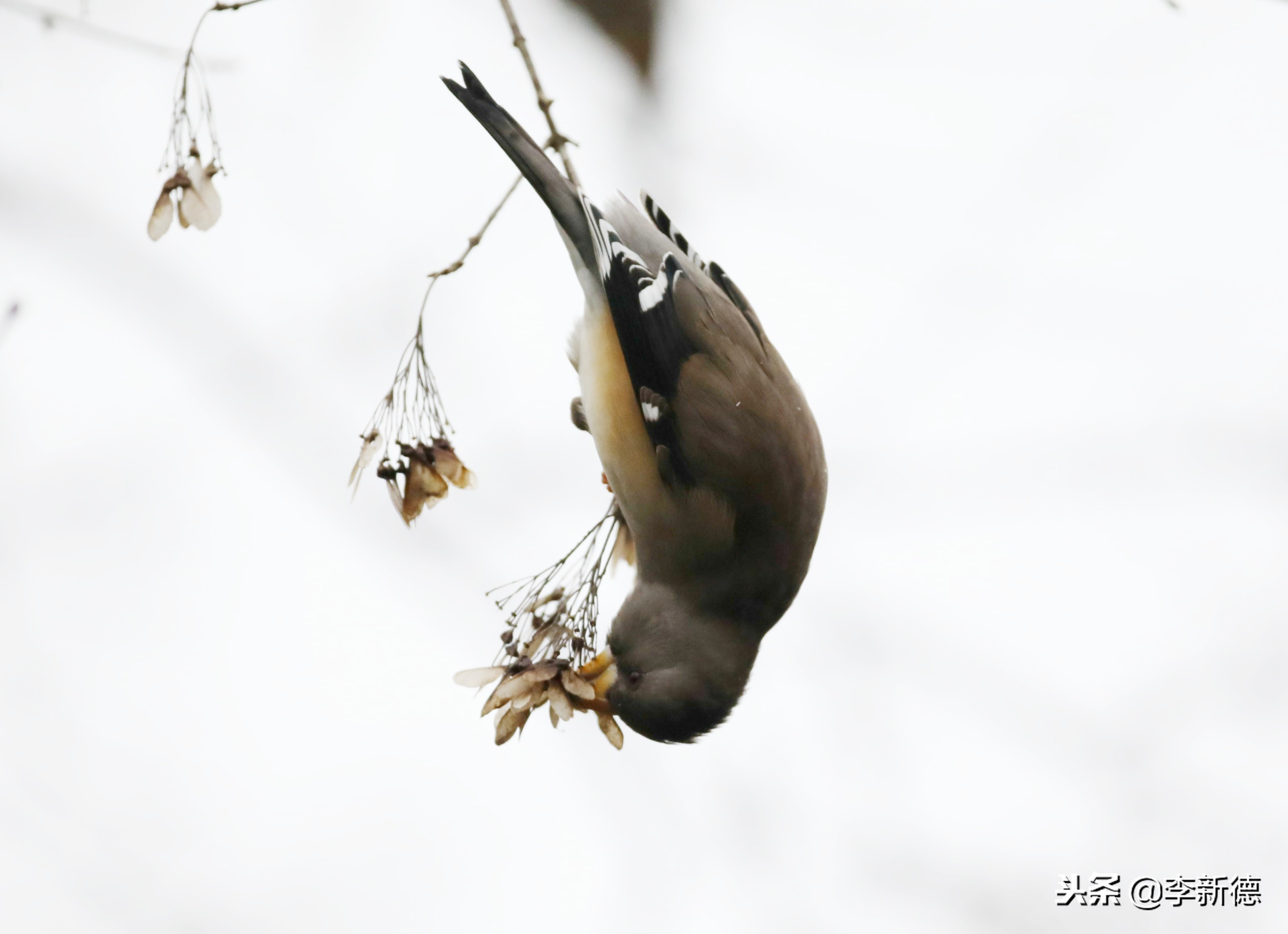 合肥高新区蜀峰湾,合肥市蜀峰湾
