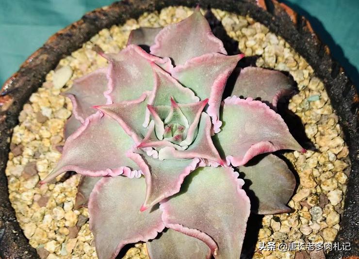 多肉饺子皮夏天,多肉饺子皮该如何养护