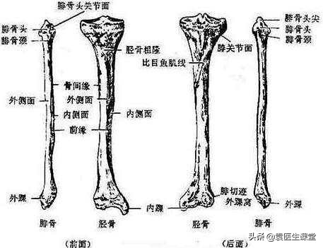 什么原因引起小腿麻木疼痛脚上无力？医生：这根神经有问题
