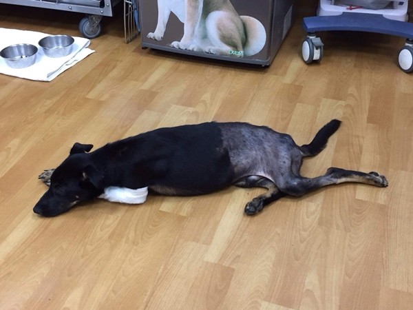 小黑被撞瘫家门前哀号还遭痛殴刺伤　　前饲主：没钱医