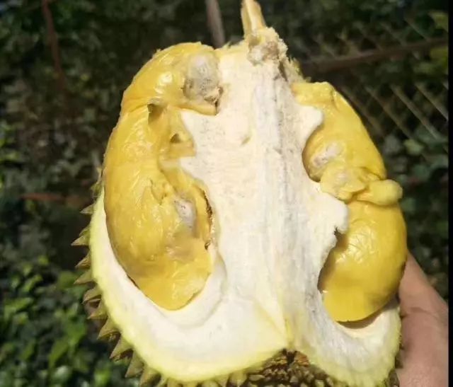 柚子十大品种排名,国内十大柚子品种