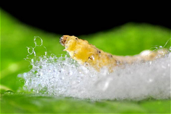 怎么把蚕养好,怎样才能把蚕养好