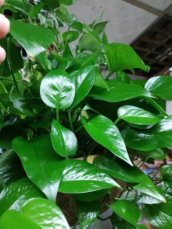 叶子变黄有绿点,叶子发黄维生素