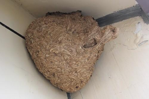 如何预防马蜂筑巢,奔奔控虫