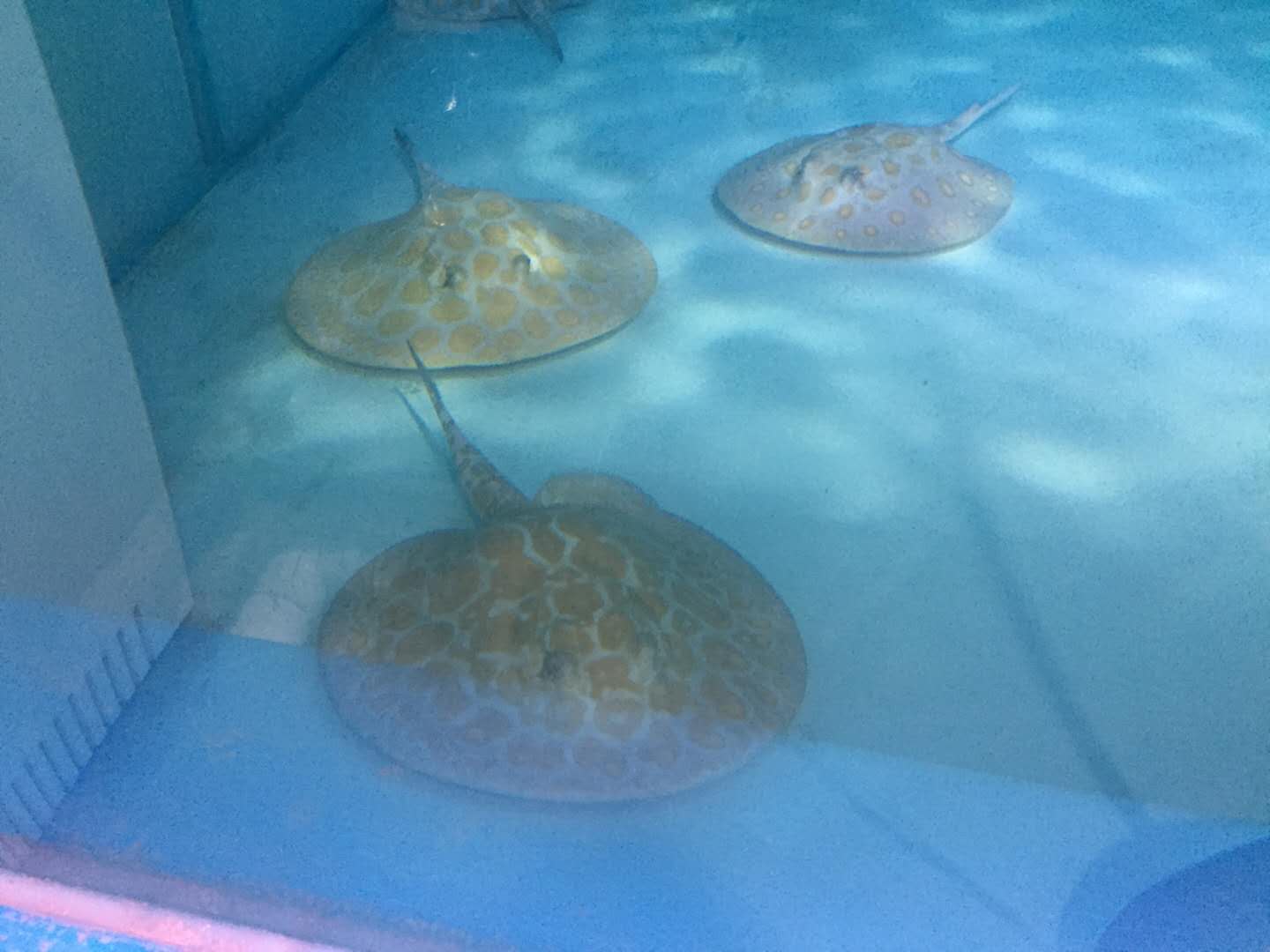 楠羽养鱼经全集,楠羽魟鱼