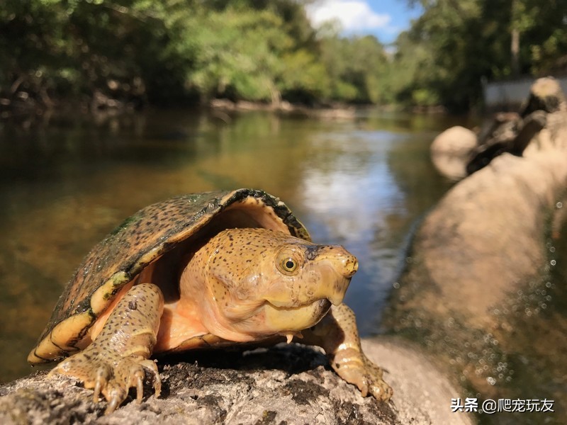 7-8公分剃刀龟可以多深的水饲养,剃刀龟的饲养技巧及治疗