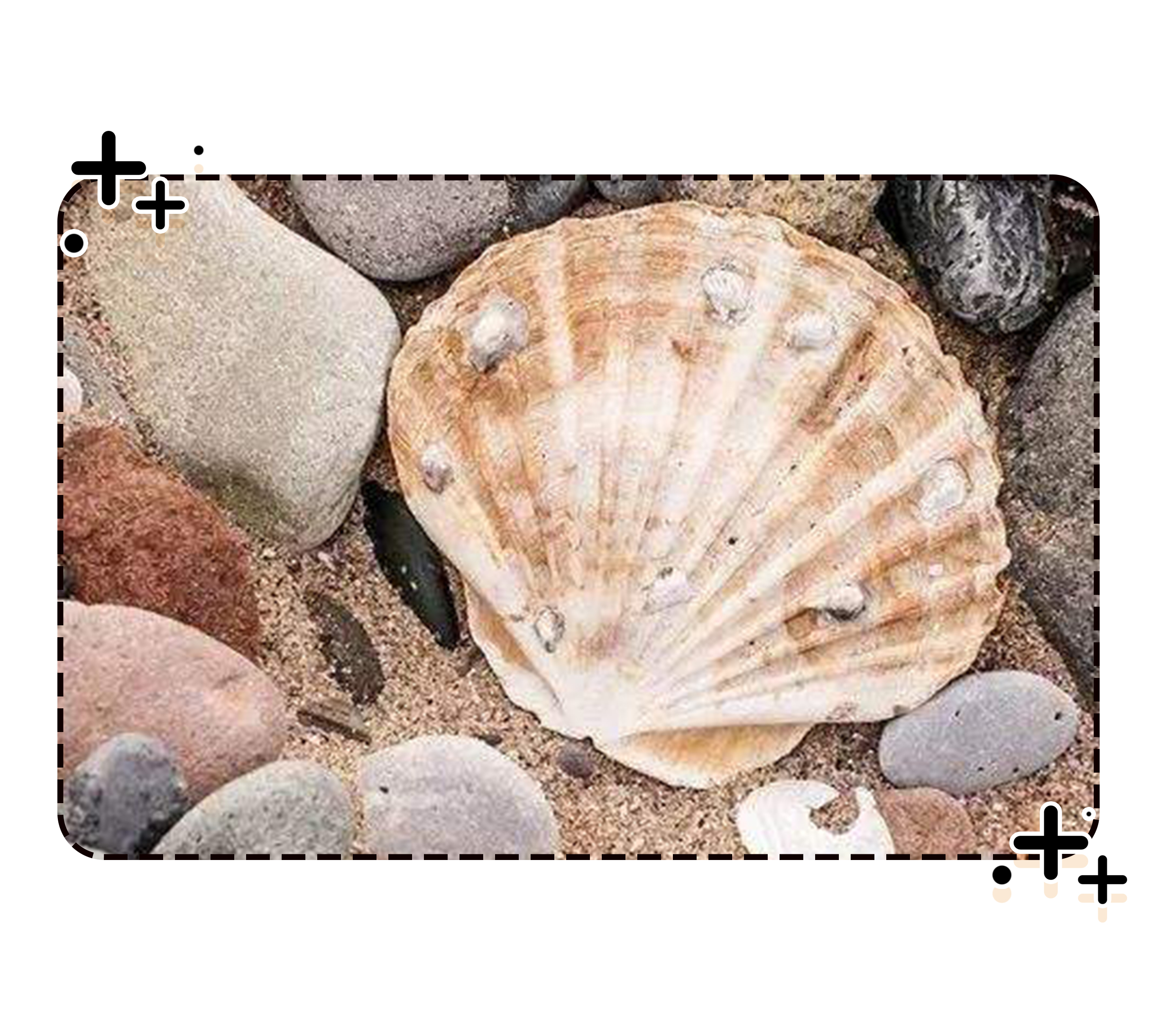 能让扇贝跑路的瑶柱，还堪称海中的“天然味精”（菲李漫画）