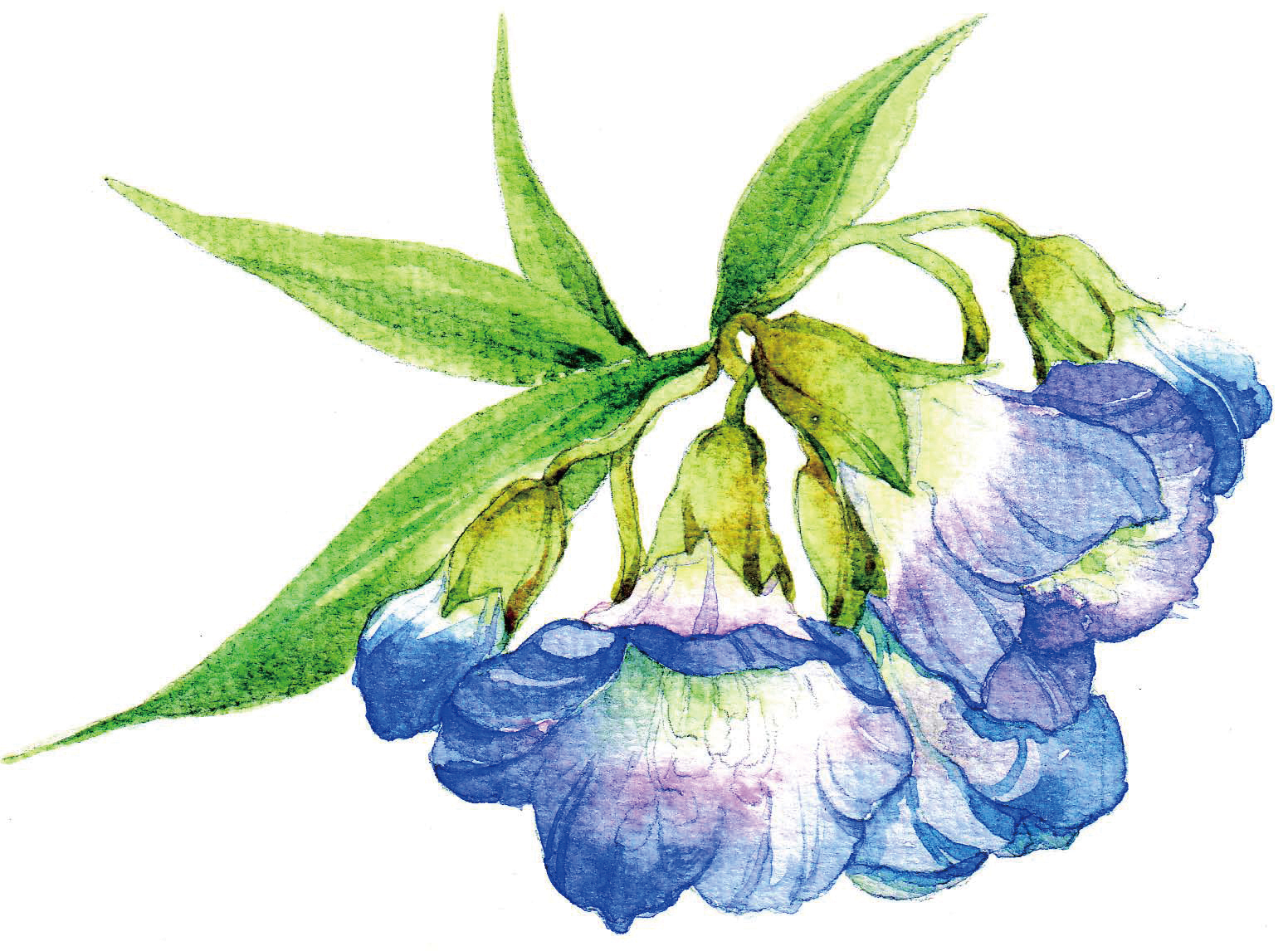 清爽又干净的水彩花卉手绘,学习水彩花卉画法步骤