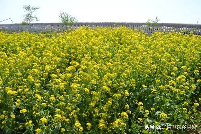 济南春季赏花自驾,济南踏青赏花新模式