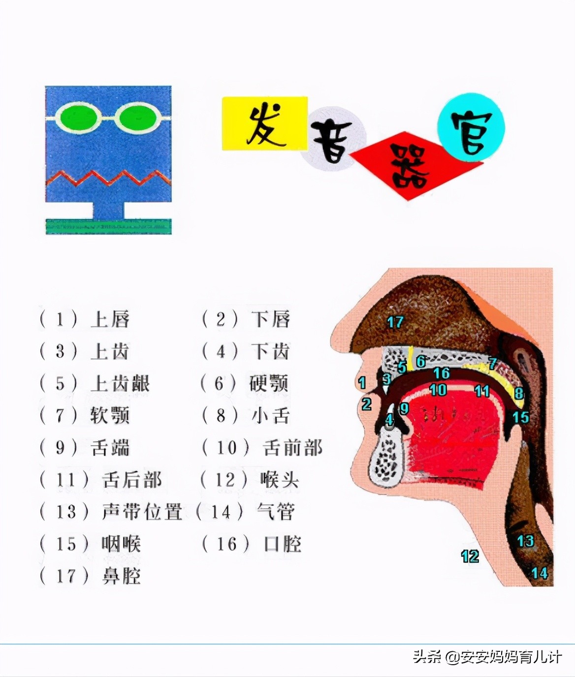 英语国际音标的正确读法,英语国际音标详解教程