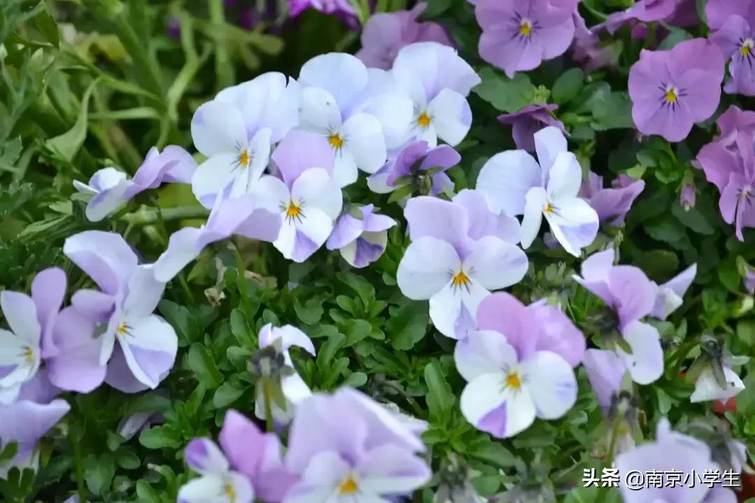 春和景明少年时,古雄小学2021年新生