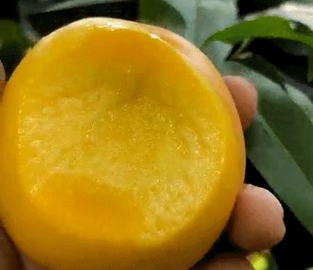 不是仙桃，胜似仙桃！甜、香、鲜的桃界新宠，老人小孩超爱吃