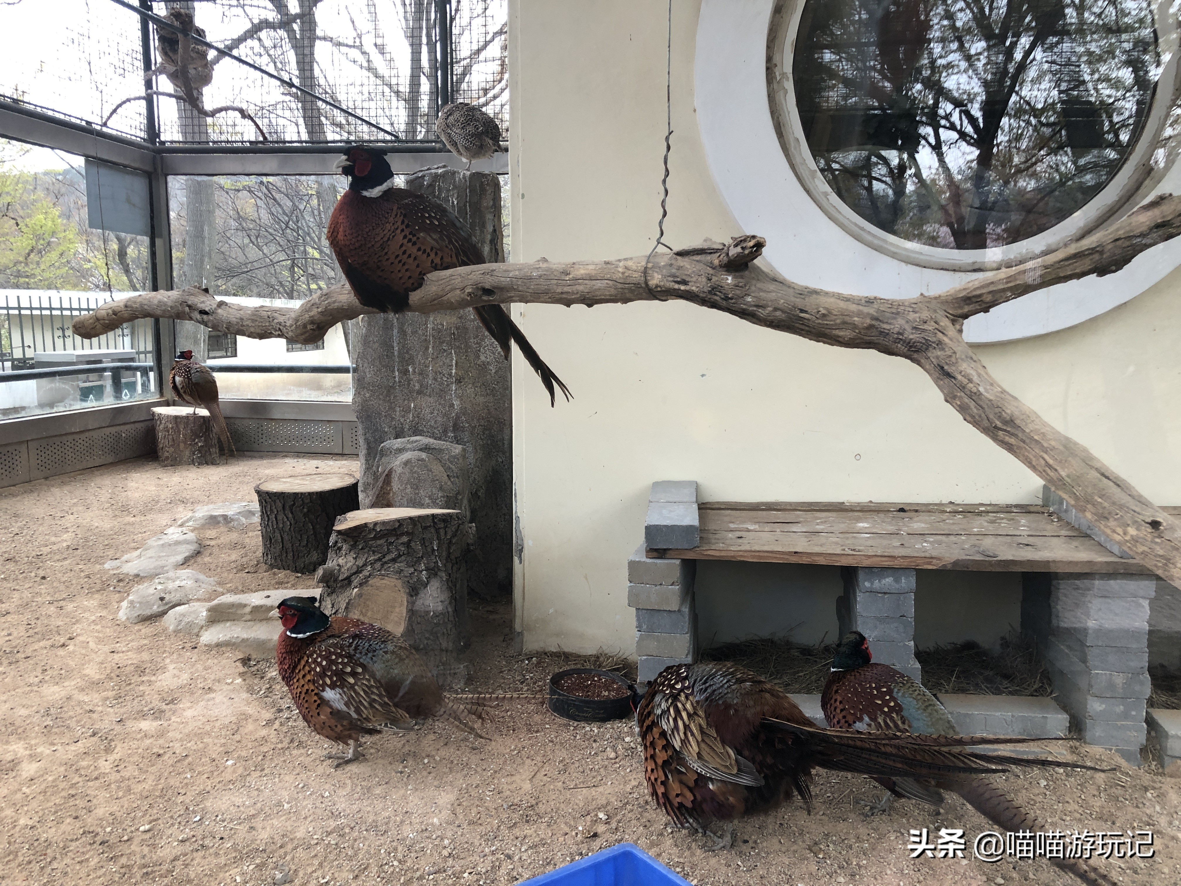 青岛动物园8.5元门票在哪里,青岛动物园8.5元门票需要预约吗