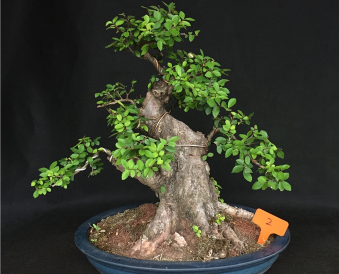 适合家庭养殖的盆景树,荆树疙瘩盆景如何造型