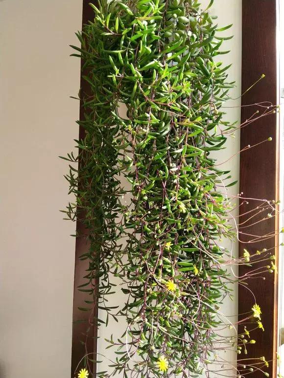 具有观赏性的吊兰多肉,吊兰多肉的养殖方法和注意事项