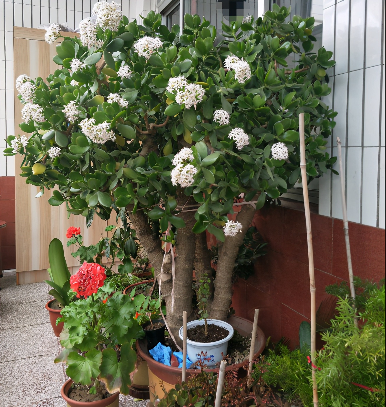 4种花颜值高养在家里超漂亮,家里养什么花招财又旺家