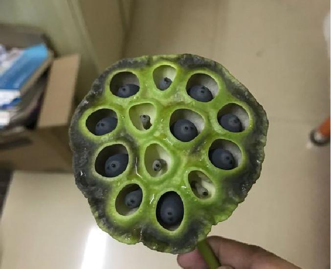 碗莲结了莲蓬怎么办?留下还是摘掉?详解碗莲结实后的养护