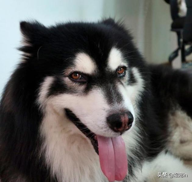 狗狗的鼻子褪色怎么办？一定要预防