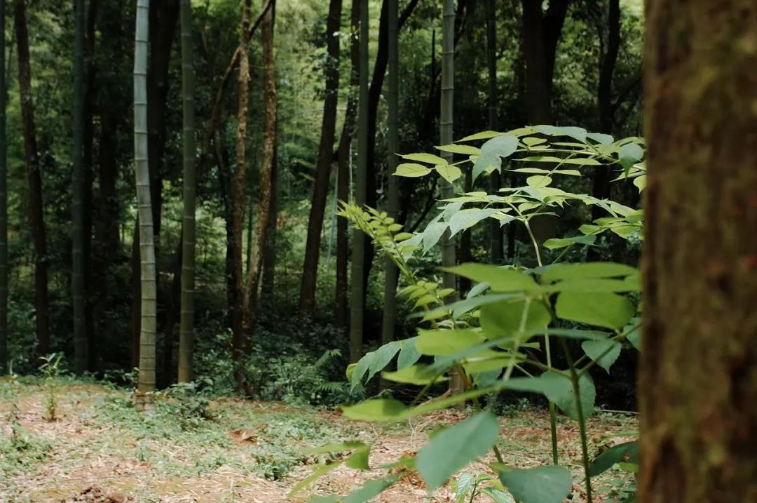 杭州西湖人少景美的地方,杭州人少景美免费景点