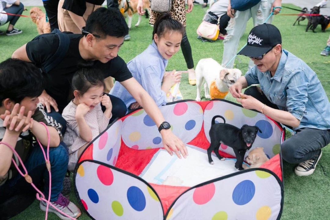 宠物比人吃得好,宠物比人金贵系列